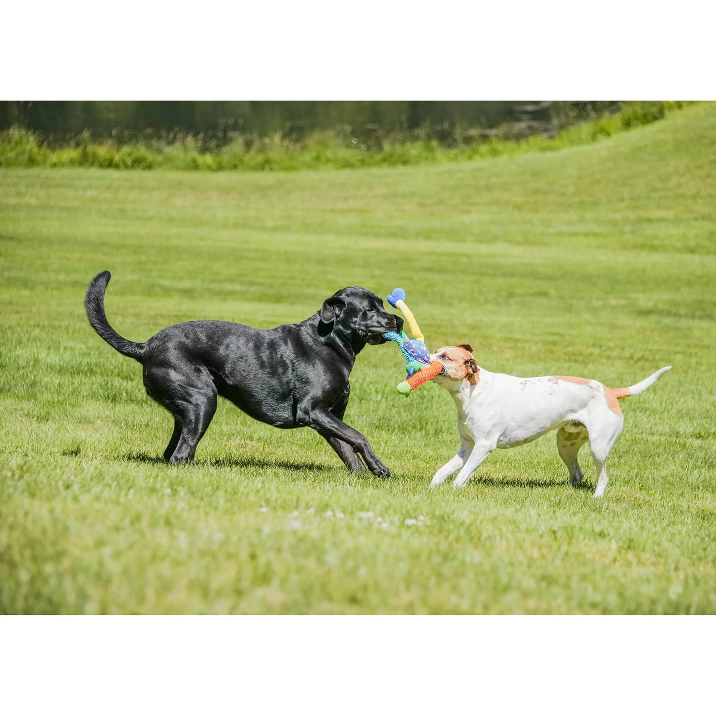 Multicrew Monkey Plush Dog Toy, Six Squeakers, 18"